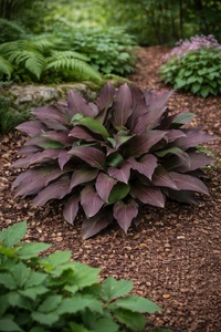 Hosta Bloodline NEW | 25 pcs
