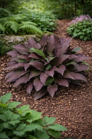 Hosta Bloodline NEW | 25 pcs