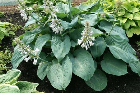 Hosta Blue Angel | 150 pce