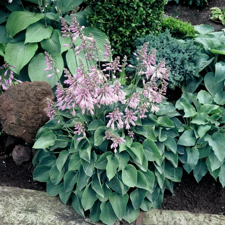 Hosta Blue Cadet | 250 pce