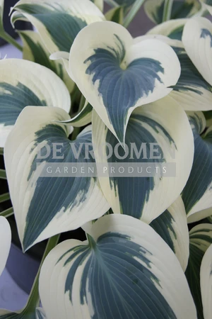 Hosta Blue Ivory PBR | 250 pce