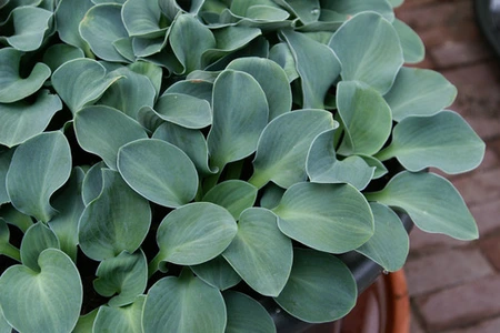 Hosta Blue Mouse Ears | 250 pce