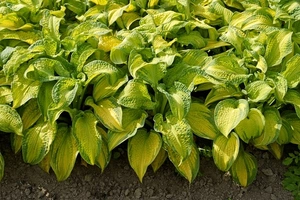 Hosta Brother Stephan | 25 pce