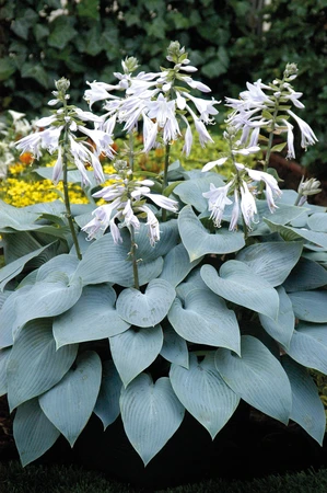 Hosta Bulletproof | 25 pcs
