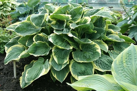 Hosta Christmas Tree | 25 pcs
