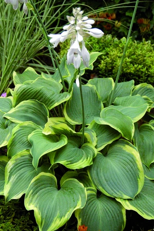 Hosta Earth Angel PBR | 25 pcs
