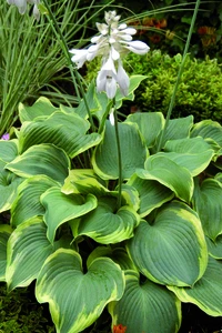 Hosta Earth Angel PBR | 25 pce
