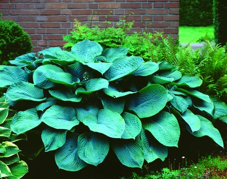 Hosta Elegans | 25 pcs