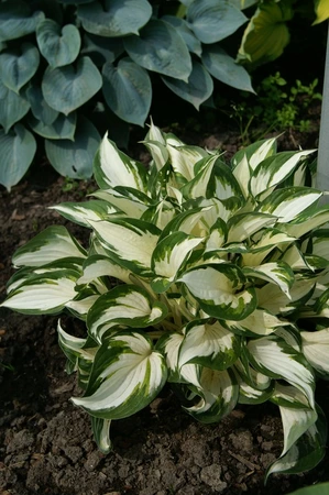Hosta Fire & Ice | 25 pce