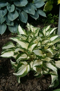 Hosta Fire & Ice | 25 pce