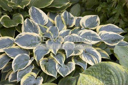 Hosta First Frost | 250 pcs