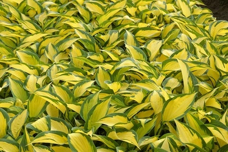 Hosta Forbidden Fruit PBR | 25 pcs