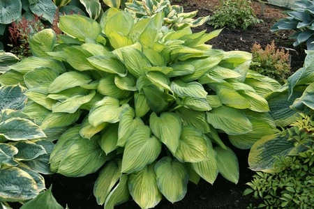 Hosta Gold Standard | 25 pcs