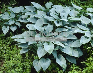 Hosta Halcyon | 25 pce