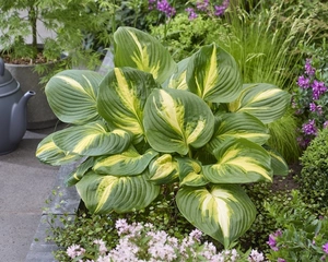 Hosta Heatwave Harmony | 25 pcs