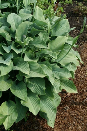 Hosta Krossa Regal | 250 pce