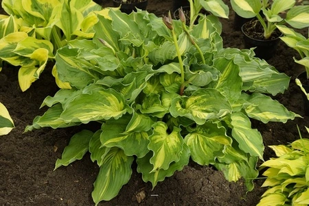 Hosta Lakeside Paisley Print | 250 pce