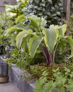 Hosta Monkey Business | 25 pcs
