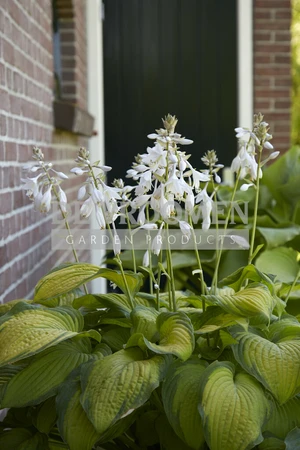 Hosta Paul's Glory | 25 pcs
