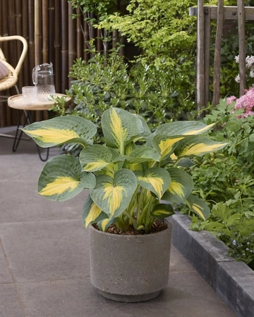 Hosta Smash Hit | 25 pcs
