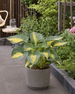 Hosta Smash Hit | 25 pcs
