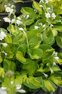 Hosta Sunset Grooves | 250 pce