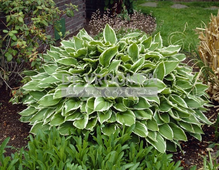 Hosta Undulata Albomarginata | 25 pce