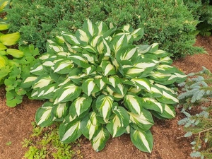 Hosta Vulcan | 25 pcs