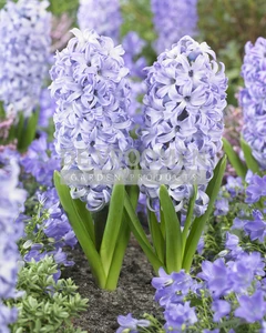 Hyacinth Chicago | 25 pce