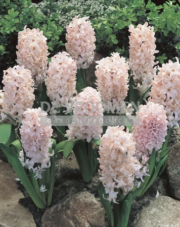 Hyacinth China Pink | 25 pce