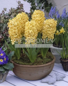 Hyacinth City of Haarlem | 25 pce
