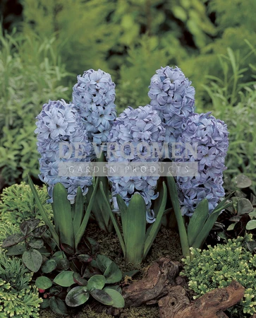 Hyacinth Delft Blue | 25 pce