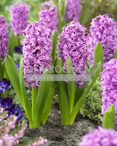 Hyacinthus Miss Saigon | 25 pce