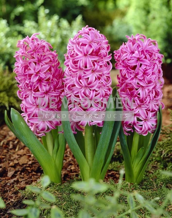 Hyacinth Pink Pearl | 25 pce