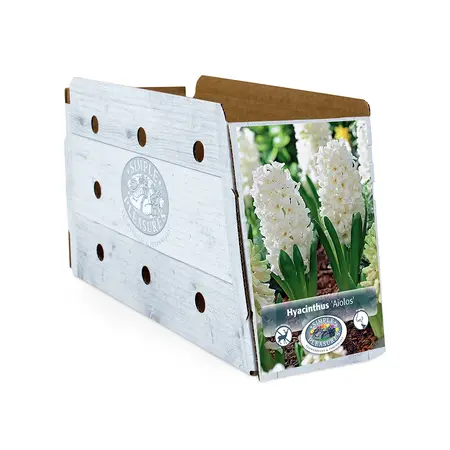 Hyacinthus Aiolos | Cappers 4 x 16 - image 2