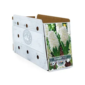 Hyacinthus Aiolos | Cappers 4 x 16 - image 2