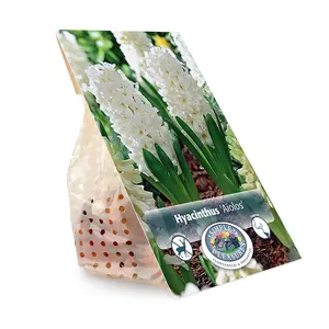 Hyacinthus Aiolos | Cappers 4 x 16 - image 3