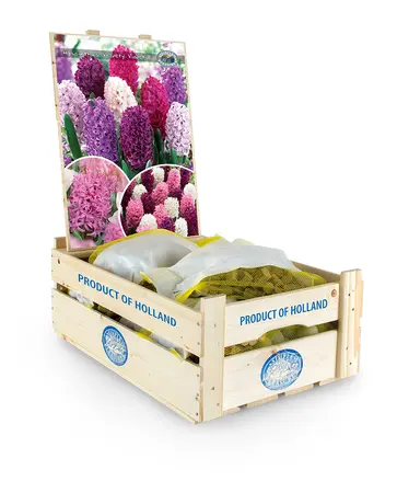 Hyacinthus Blend Velvety Violets | Bags 10 x 20 - image 2