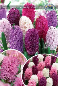 Hyacinthus Blend Velvety Violets | Bags 10 x 20