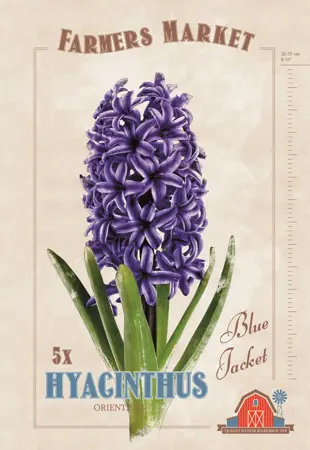 Hyacinthus Blue Jacket | Cappers 5 x 20 - image 1