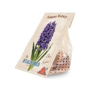 Hyacinthus Blue Jacket | Cappers 5 x 20 - image 2
