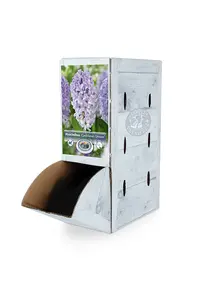 Hyacinthus Caribbean Dream | 60 pce - image 2