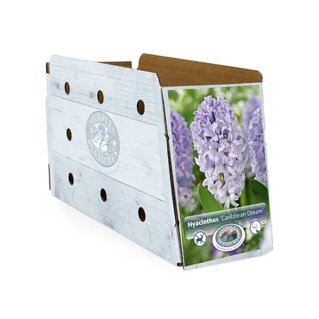 Hyacinthus Caribbean Dream | Cappers 4 x 16 - image 2