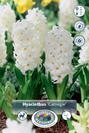 Hyacinthus Carnegie | 150 pce - image 1