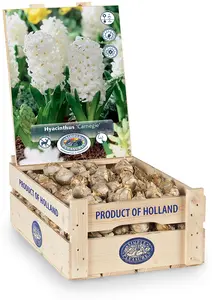 Hyacinthus Carnegie | 150 pce - image 2