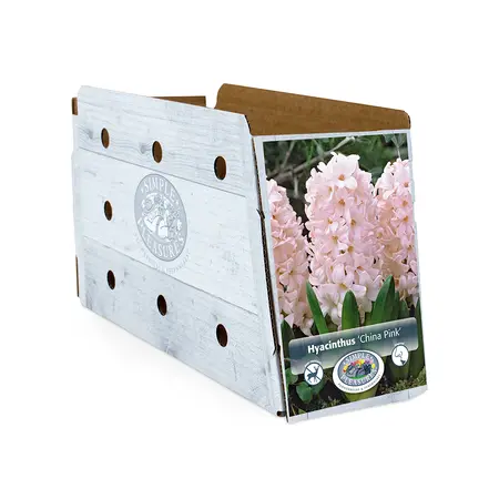 Hyacinthus China Pink | Cappers 4 x 16 - image 2