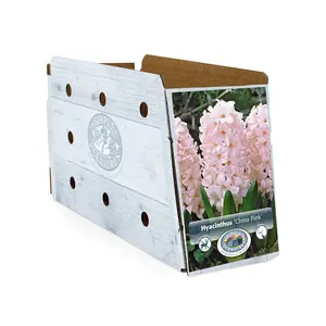 Hyacinthus China Pink | Cappers 4 x 16 - image 2