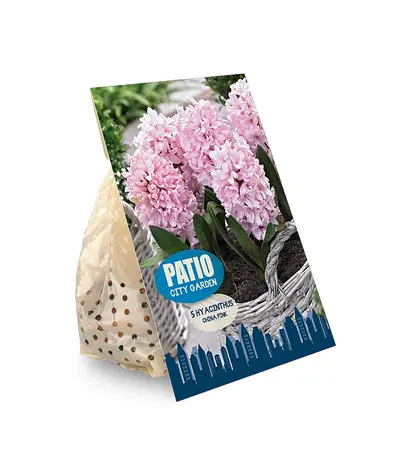 Hyacinthus China Pink | Cappers 5 x 20 - image 2