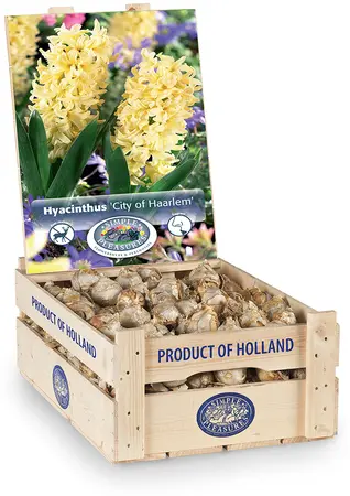 Hyacinthus City of Haarlem | 150 pce - image 2