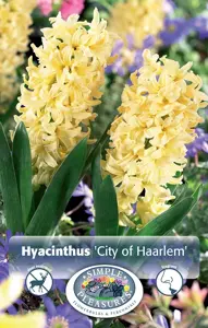 Hyacinthus City Of Haarlem | 60 pcs